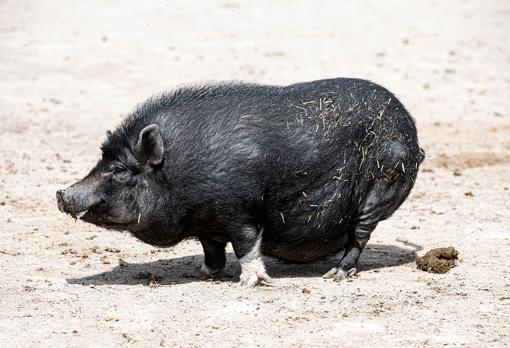 Pot-bellied pig having a poo