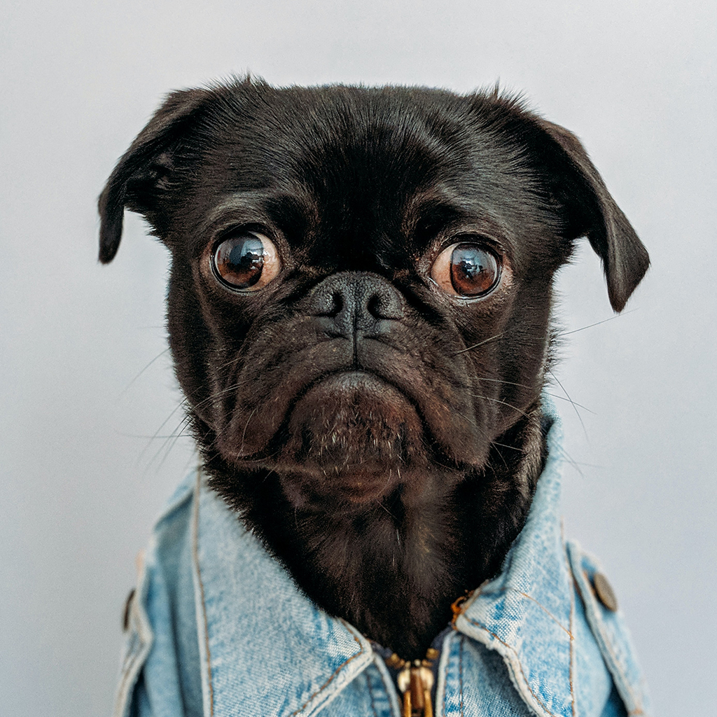 Sad pug waiting for an SEO quote